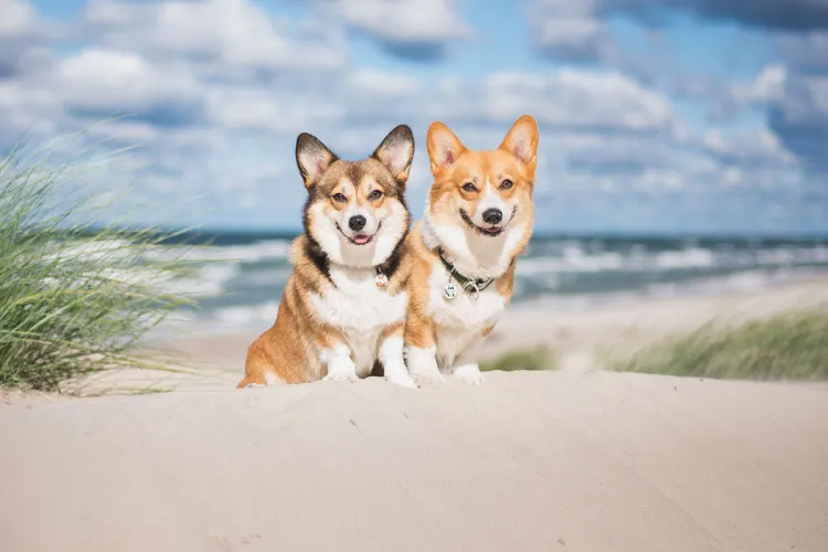 At the Grand Hotel Binz, dogs are always welcome on a Baltic Sea vacation, especially in the low season.