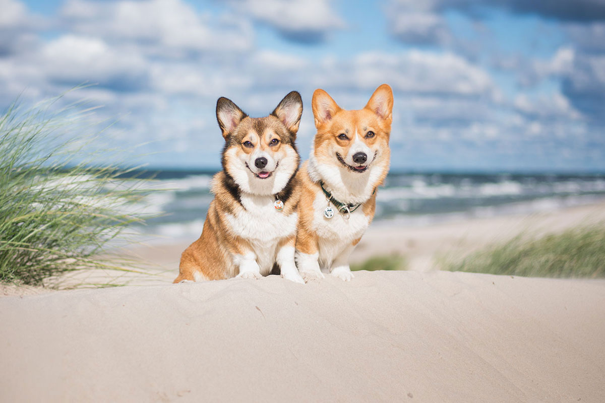 Im Grand Hotel Binz sind Hunde im Ostseeurlaub, besonders in der Nebensaison, immer herzlich willkommen.